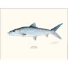 Bening Bonefish 30x40cm poster Bening Bonefish 30x40cm poster